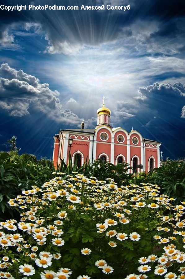 Daisies, Daisy, Flower, Plant, Blossom, Flora, Architecture