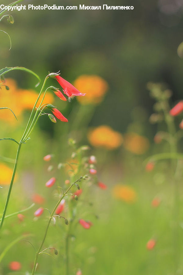 Cosmos, Field, Grass, Grassland, Plant, Blossom, Flora