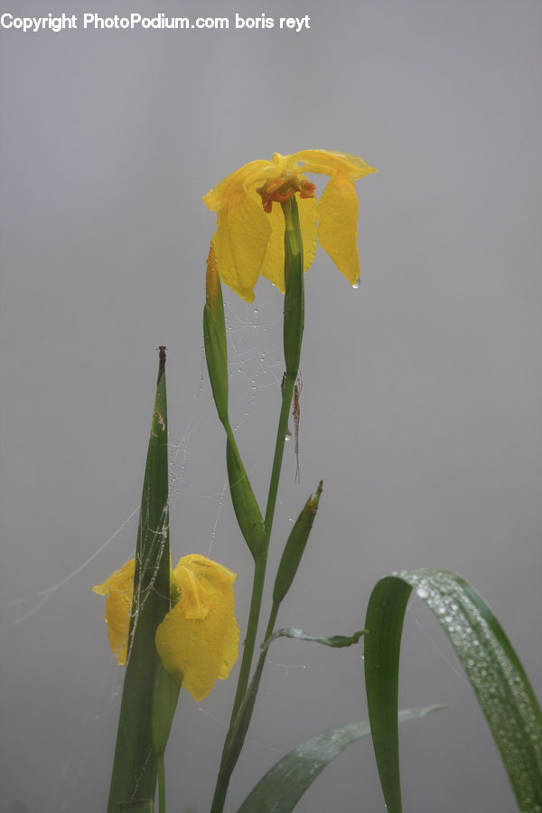 Blossom, Daffodil, Flora, Flower, Plant, Flower Arrangement, Ikebana