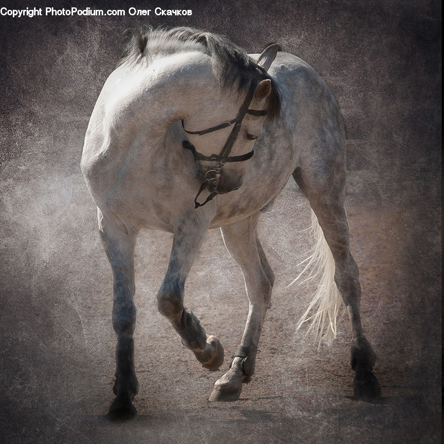 Animal, Colt Horse, Foal, Horse, Mammal, Stallion