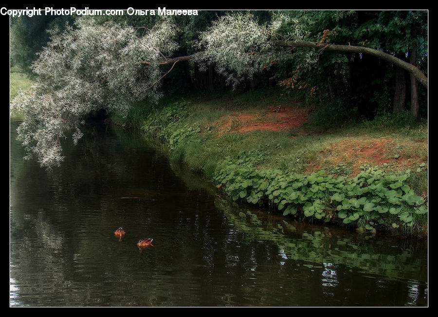 Water, Outdoors, Pond, Blossom, Flora, Flower, Plant