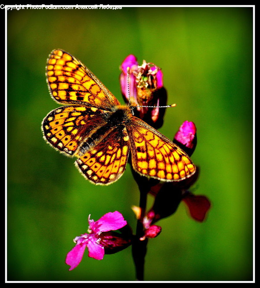 Butterfly, Insect, Invertebrate, Blossom, Flora, Flower, Plant