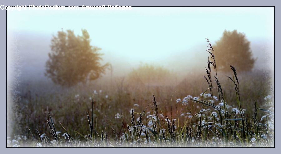 Field, Grass, Grassland, Plant, Vegetation, Blossom, Flora