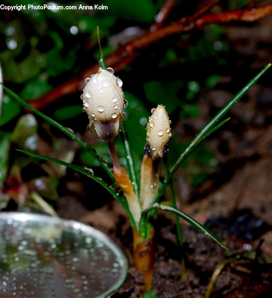 Agaric, Amanita, Fungus, Mushroom, Plant, Soil, Blossom