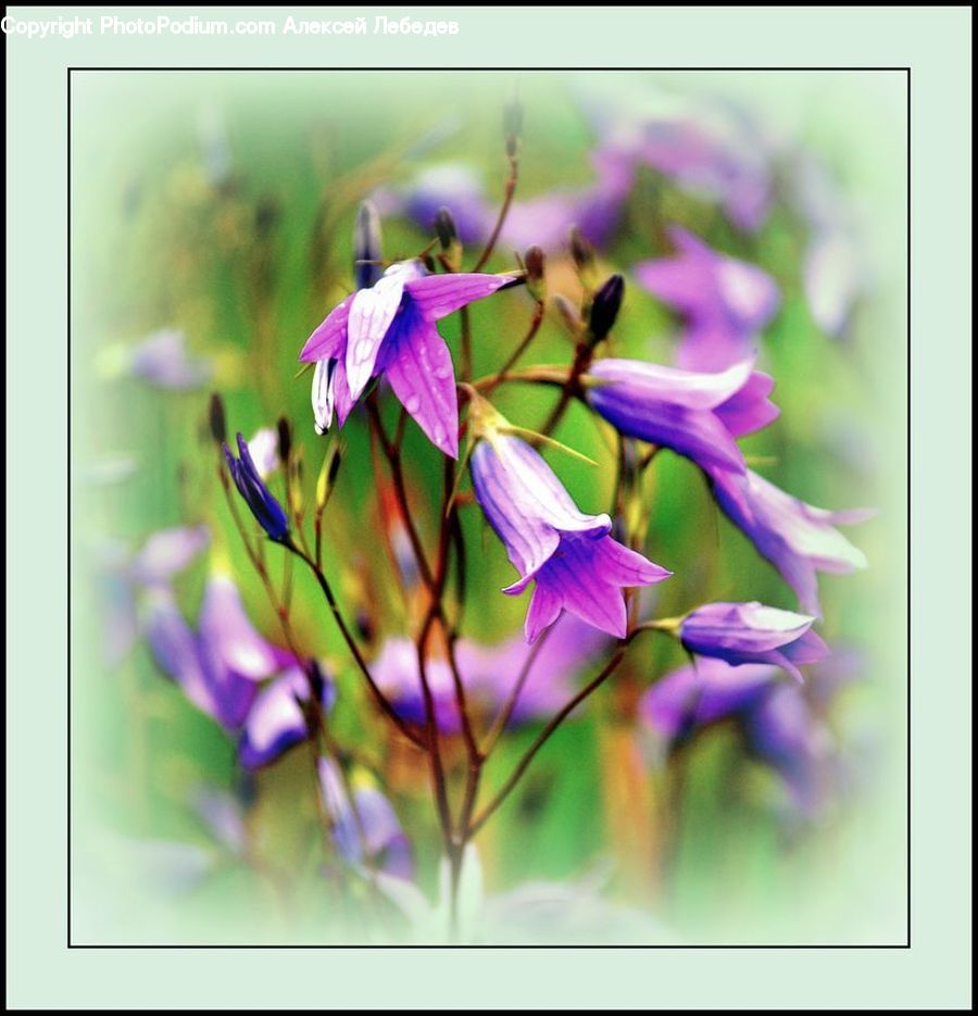 Blossom, Flora, Flower, Plant, Violet, Monitor, Screen