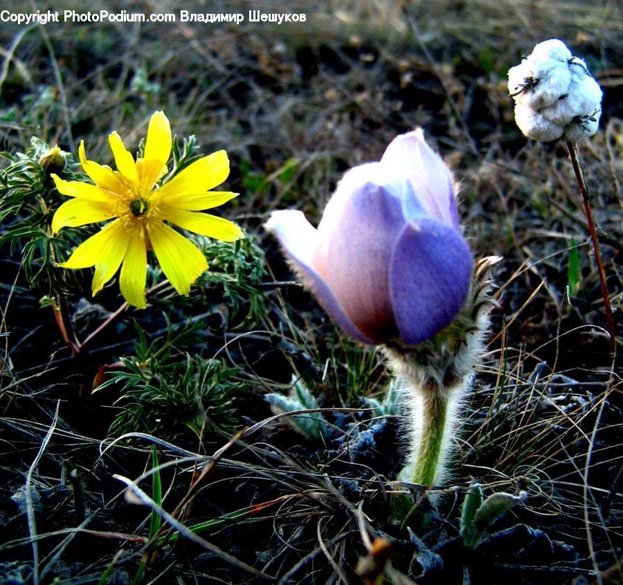 Blossom, Crocus, Flora, Flower, Plant, Agaric, Amanita