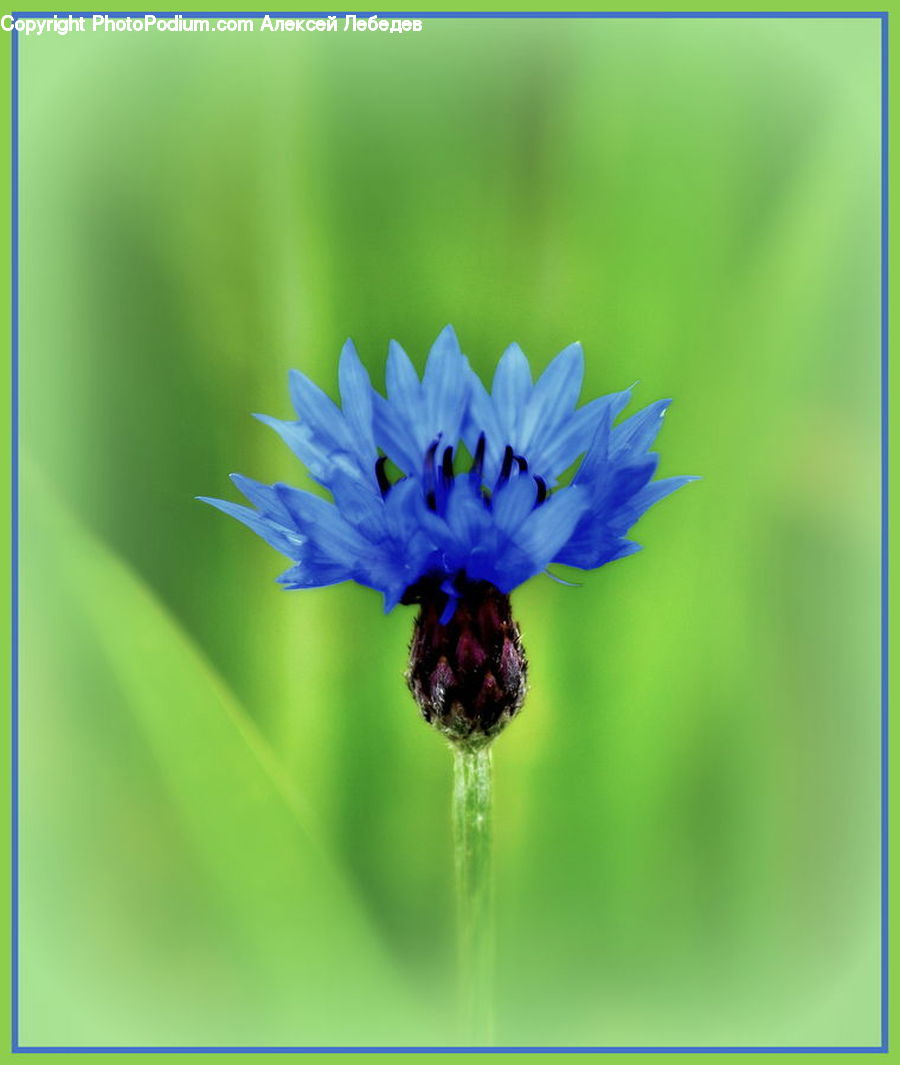 Asteraceae, Blossom, Flora, Flower, Plant, Andrena, Apidae