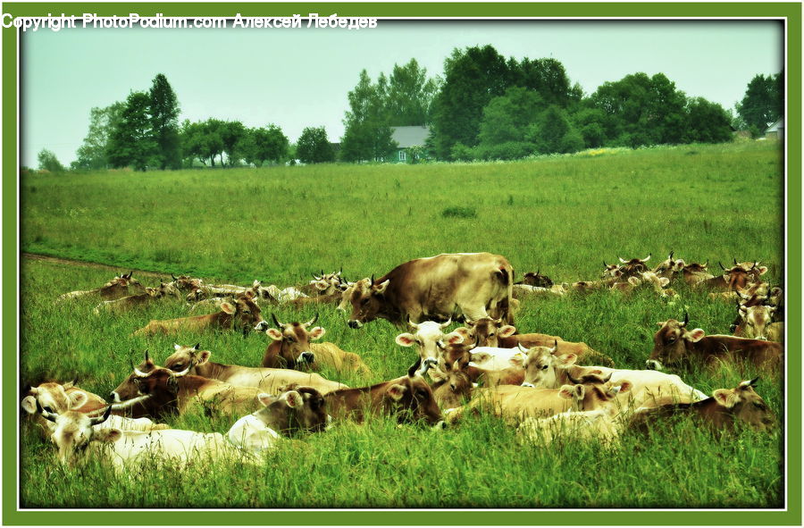 Animal, Cattle, Cow, Dairy Cow, Mammal, Angus, Bull