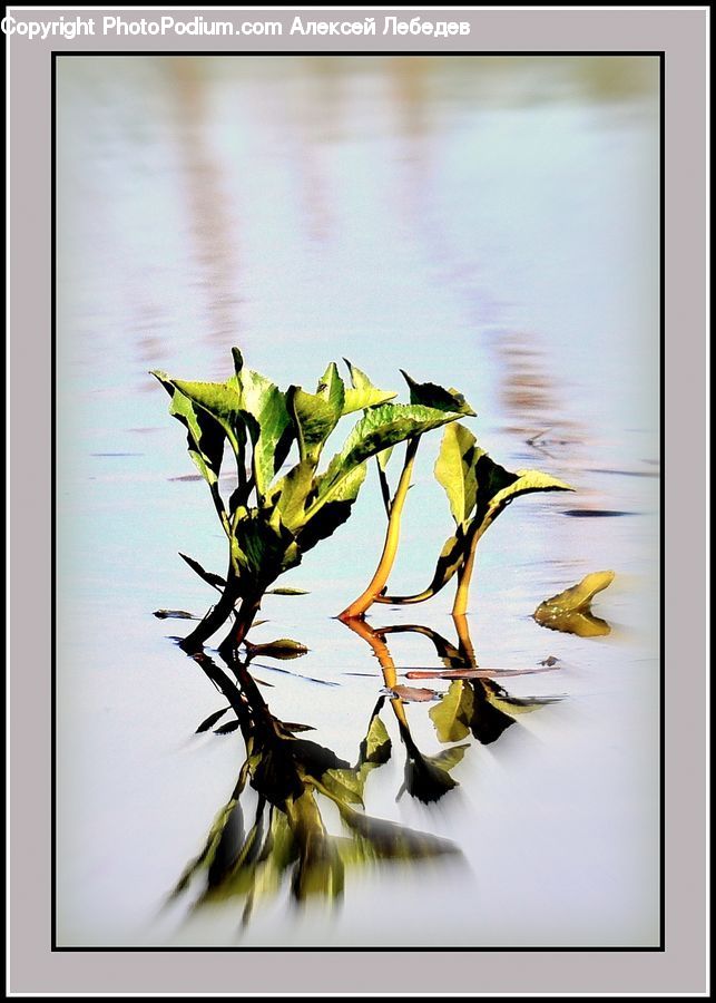 Plant, Paper, Floral Design, Art, Modern Art, Flower Arrangement, Ikebana