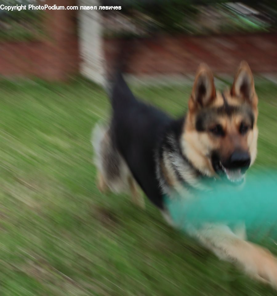 Animal, Canine, Dog, German Shepherd, Mammal, Pet, Husky