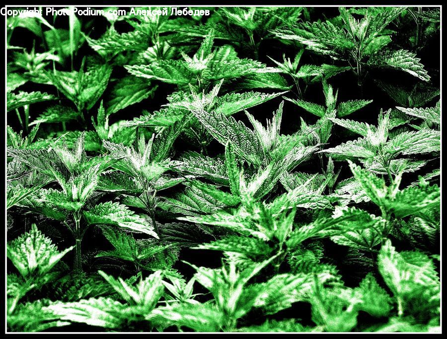 Fern, Plant, Weed, Herbal, Herbs, Planter, Vegetation