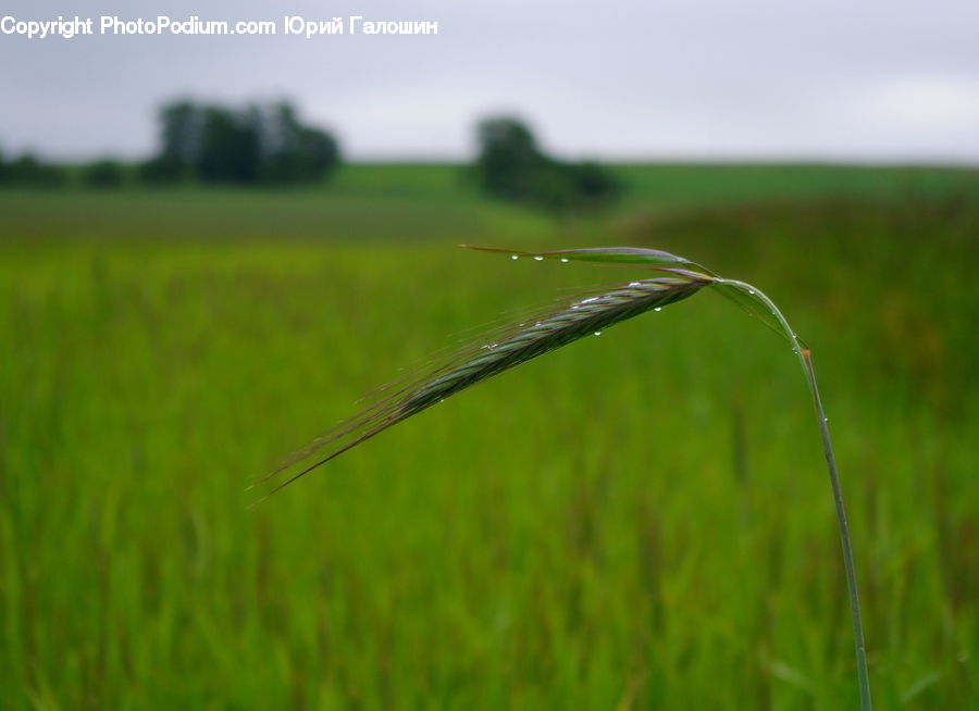 Field, Grass, Grassland, Plant, Grain, Wheat