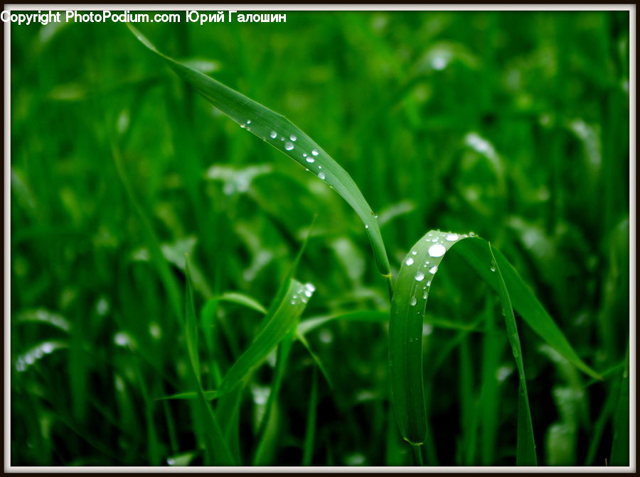 Field, Grass, Grassland, Plant, Lawn, Blossom, Flora
