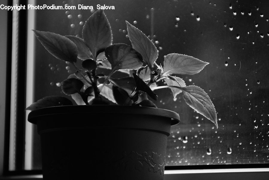 Plant, Potted Plant, Pot, Pottery, Column, Pillar