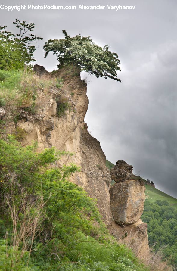 Plant, Tree, Cliff, Outdoors, Bonsai, Potted Plant, Rock