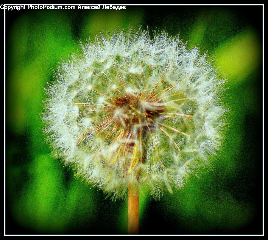 Dandelion, Flower, Plant