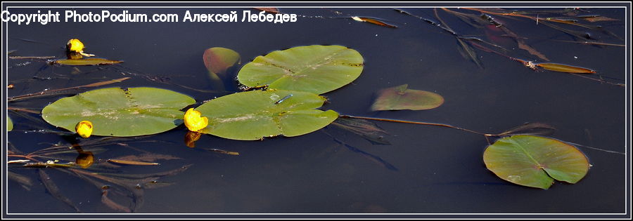 Flower, Lily, Plant, Pond Lily, Land, Marsh, Outdoors