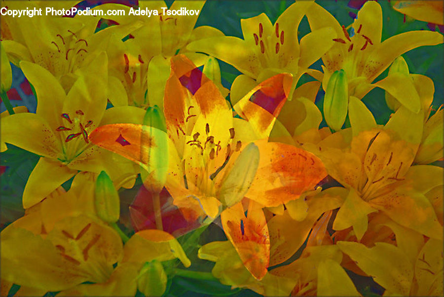 Blossom, Flora, Flower, Geranium, Plant, Art, Painting