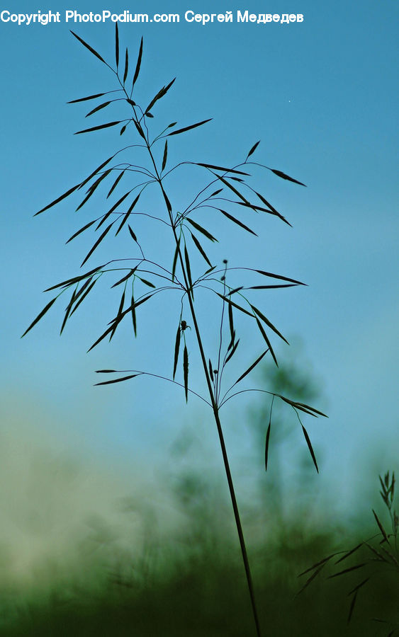 Field, Grass, Grassland, Plant, Weed, Conifer, Fir
