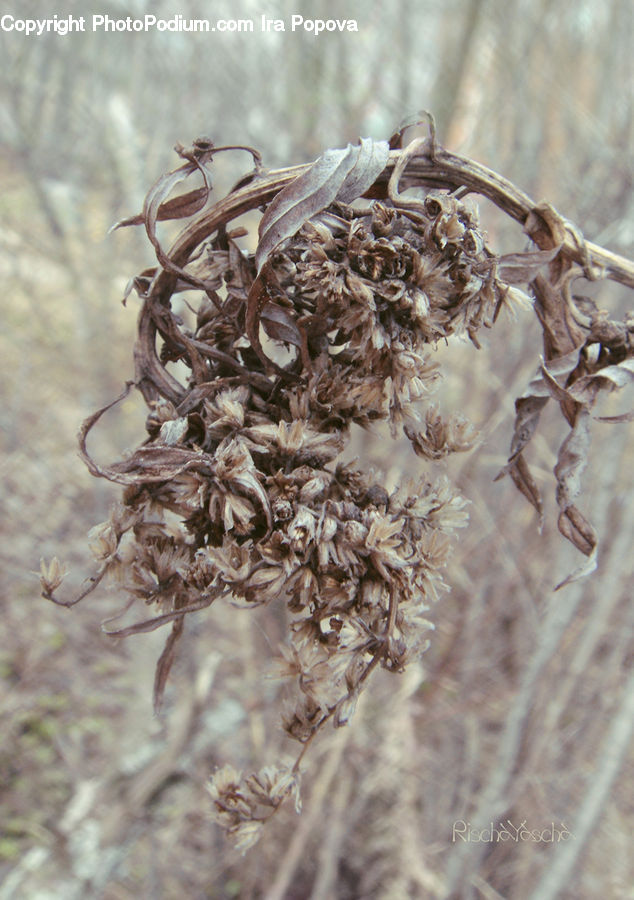 Bird Nest, Nest, Blossom, Flora, Flower, Plant, Field