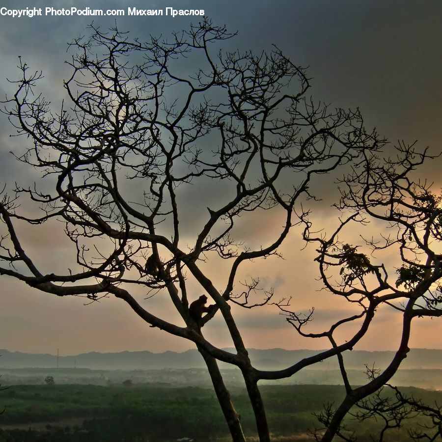Plant, Tree, Oak, Wood, Silhouette, Dawn, Dusk