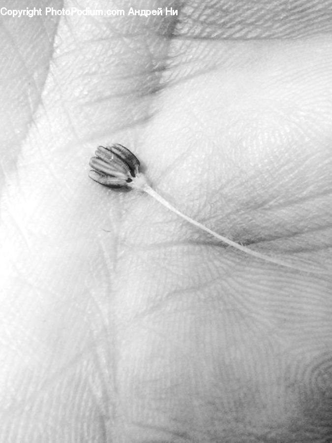 Insect, Invertebrate, Mosquito