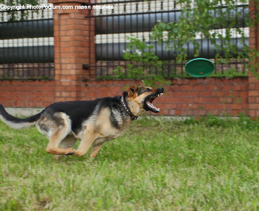 Animal, Canine, Dog, German Shepherd, Mammal, Pet, Husky