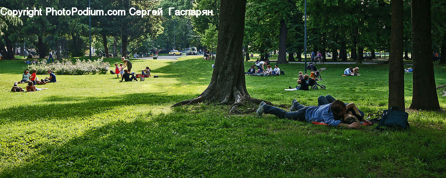 Park, Field, Grass, Grassland, Plant, Tree, Leisure Activities