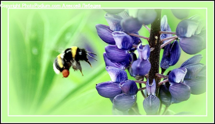 People, Person, Human, Andrena, Apidae, Bee, Bumblebee
