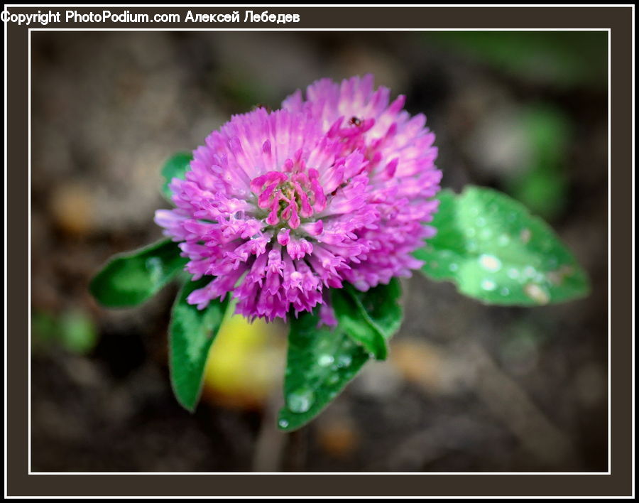 Blossom, Flora, Flower, Plant, Carnation, Dahlia, Flower Arrangement