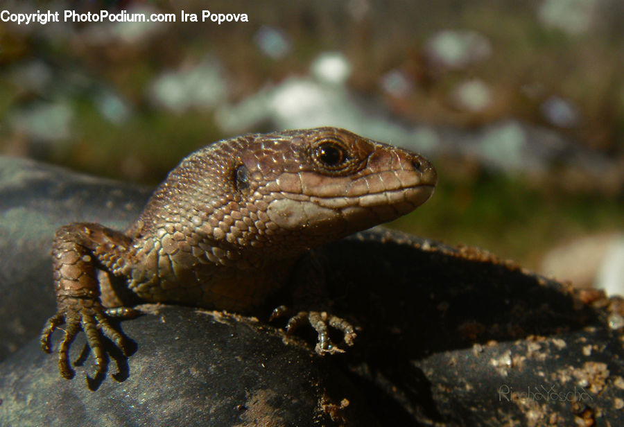 Lizard, Reptile