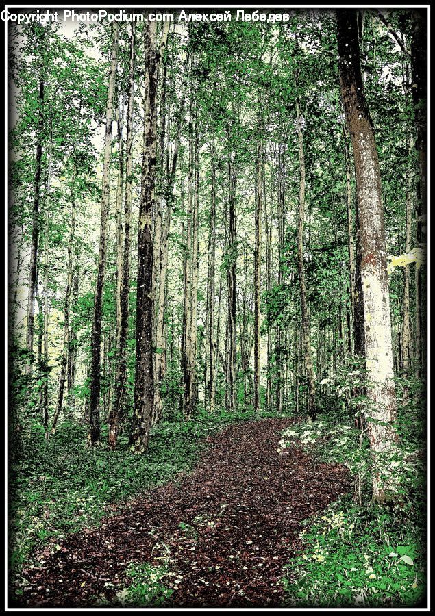 Forest, Vegetation, Grove, Land, Jungle, Rainforest, Ground