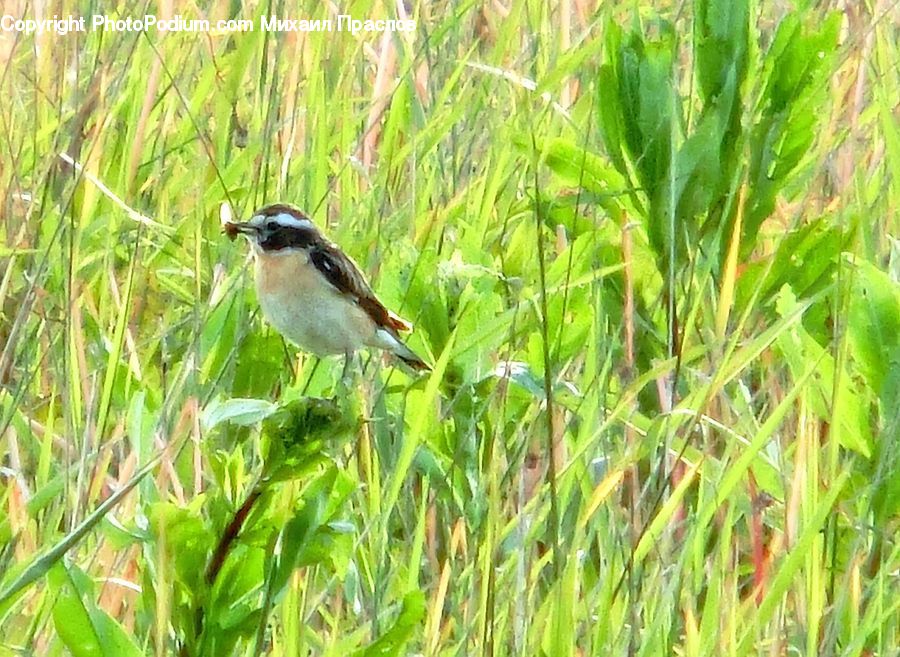 Bird, Wren, Sparrow, Grass, Plant, Reed, Anthus