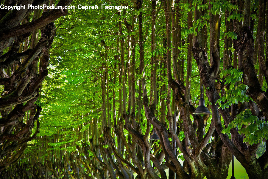 Forest, Jungle, Vegetation, Rainforest, Plant, Tree, Grove