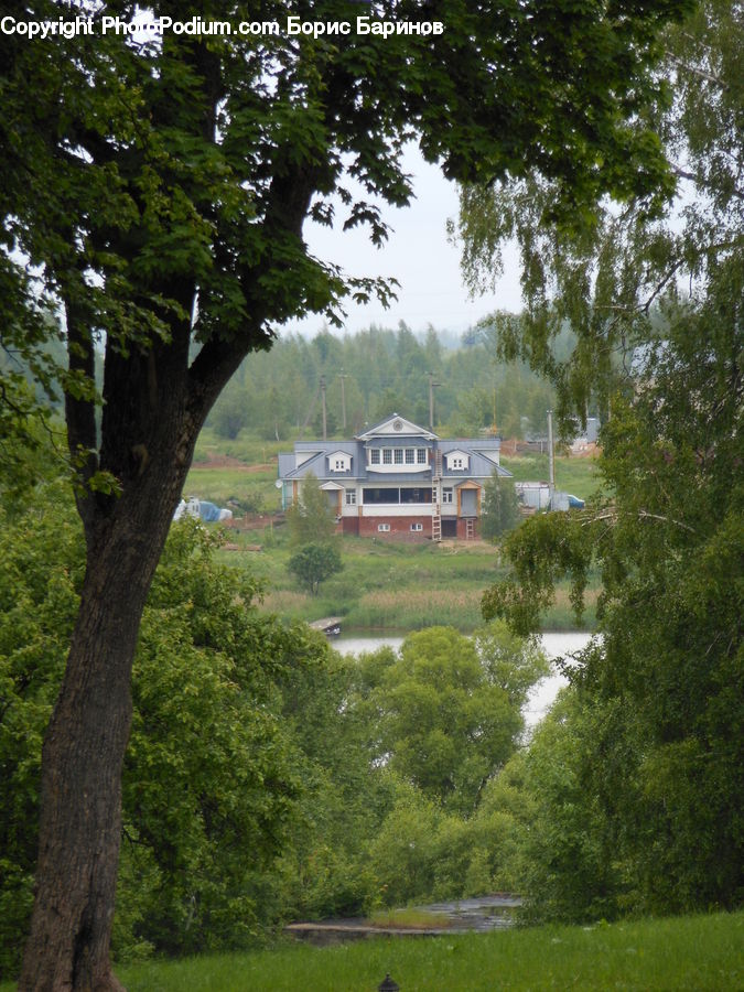 Building, Cottage, Housing, Villa, Conifer, Fir, Plant