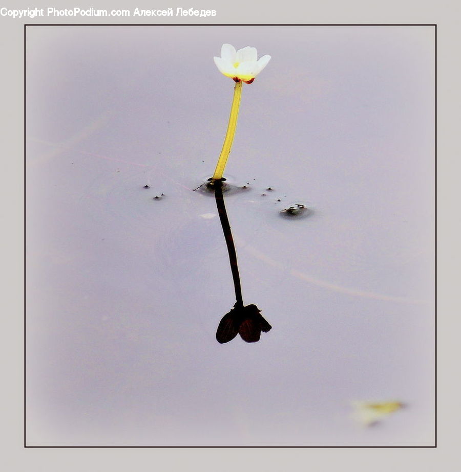 Flower Arrangement, Ikebana, Plant, Potted Plant, Vase, Art, Modern Art