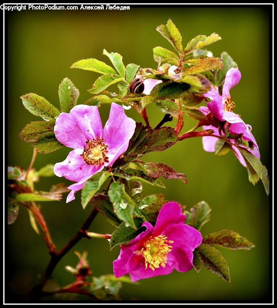 Blossom, Flora, Flower, Geranium, Plant, Pollen, Petal