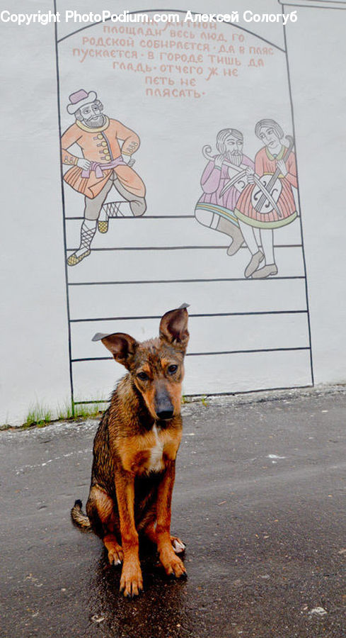 Animal, Canine, Dog, Mammal, Pet, Terrier, German Shepherd