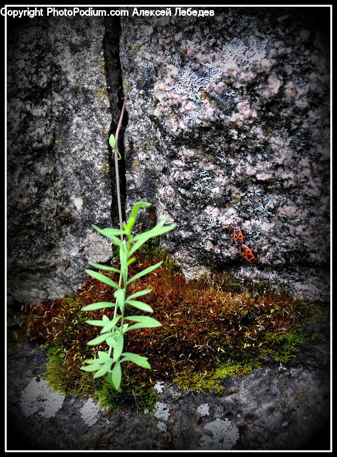 Plant, Herbal, Herbs, Planter, Blossom, Flora, Flower