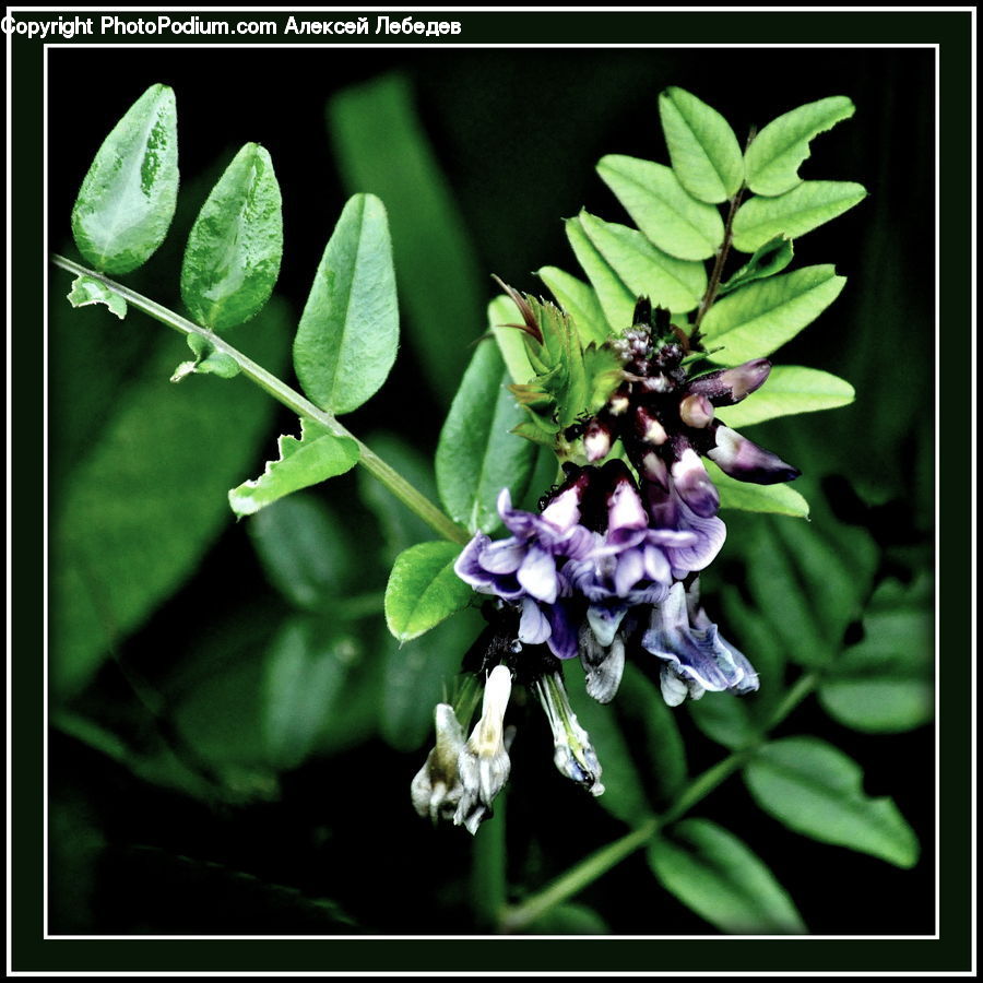 Blossom, Flora, Flower, Geranium, Plant, Aquilegia