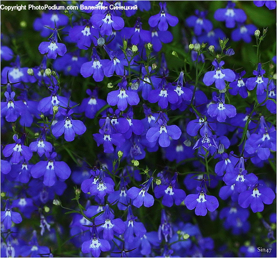 Blossom, Flora, Flower, Geranium, Plant, Fiber, Flax