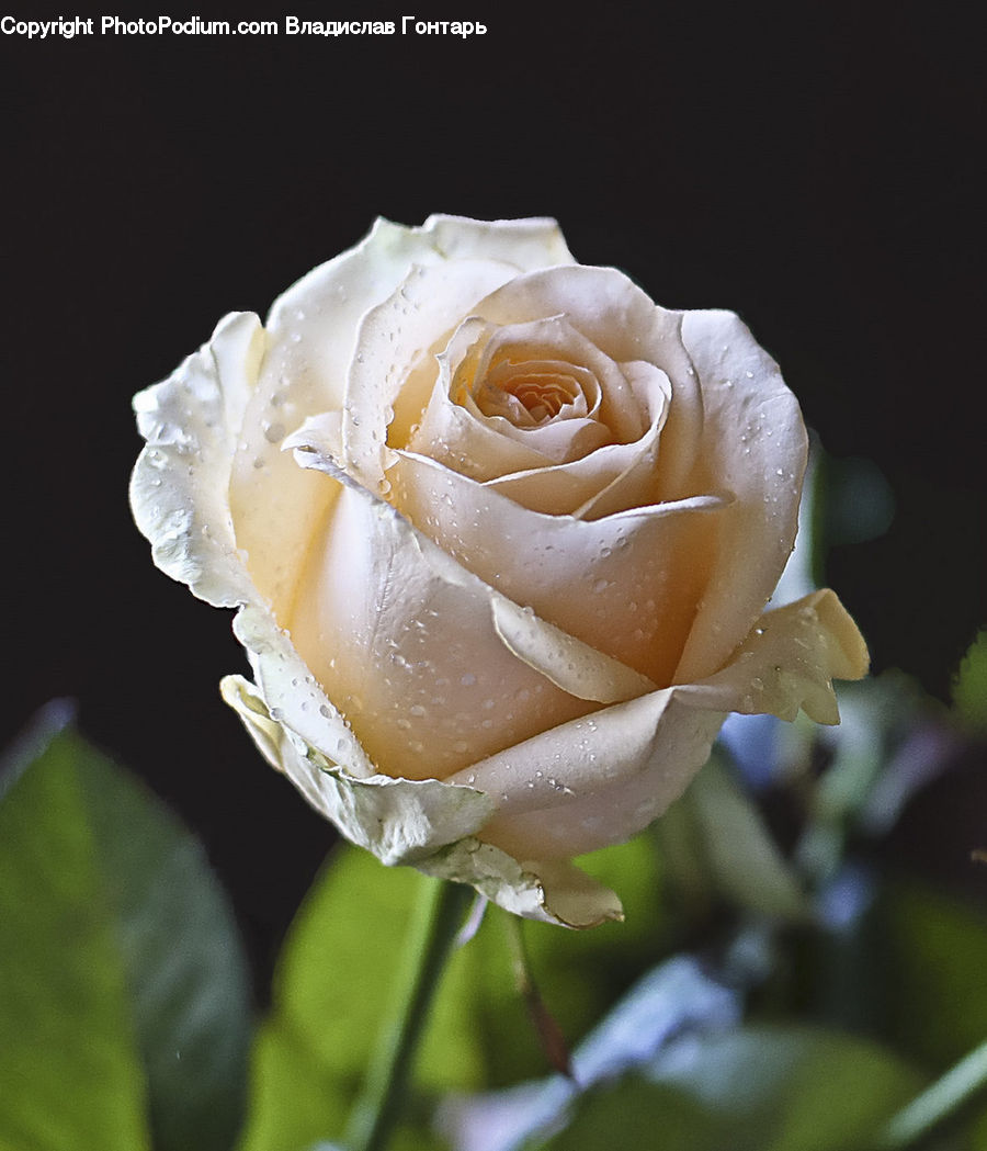 Blossom, Flower, Plant, Rose, Flower Arrangement, Flower Bouquet, Flora