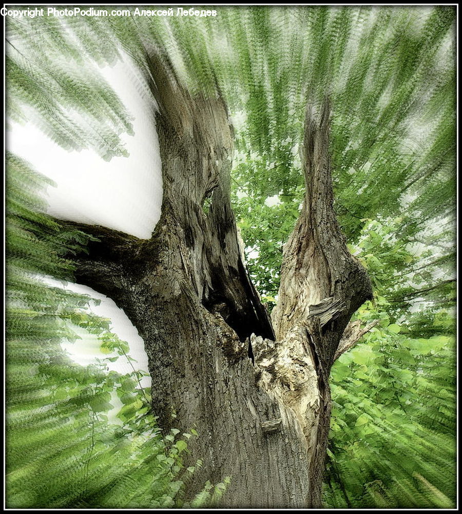Plant, Tree, Willow, Conifer, Fir, Blossom, Flora