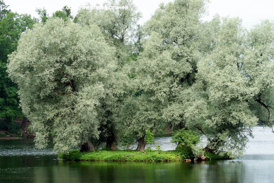 Blossom, Cherry Blossom, Flower, Flora, Plant, Tree, Outdoors