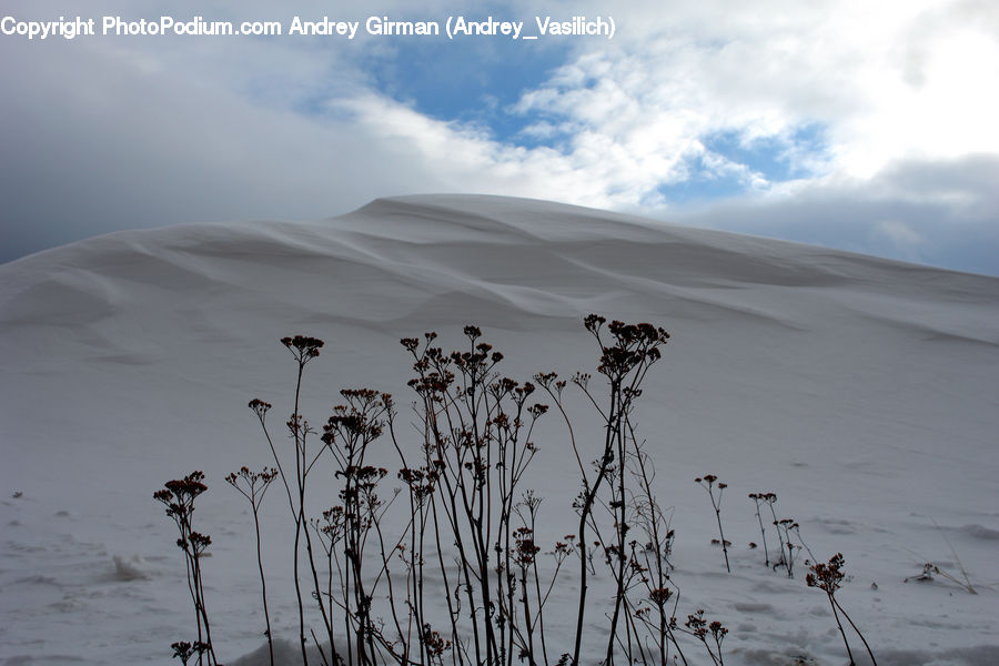 Dune, Outdoors, Desert, Grass, Plant, Reed, Field