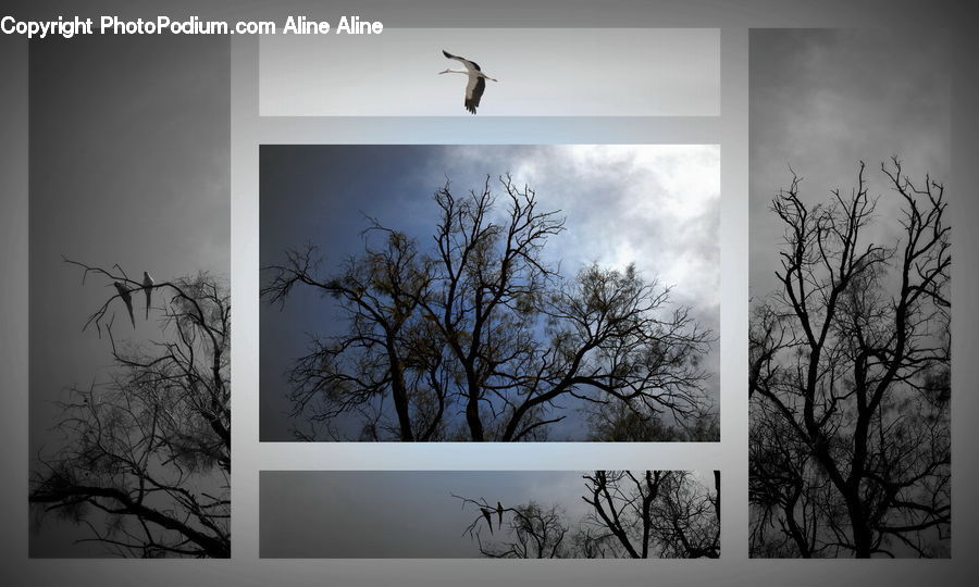 Collage, Poster, Plant, Tree, Fence, Wall, Oak