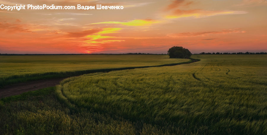 Field, Grass, Grassland, Land, Outdoors, Plant, Landscape