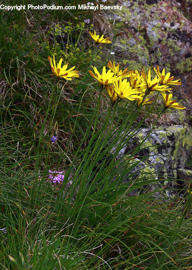 Asteraceae, Blossom, Flora, Flower, Plant, Aster, Bush