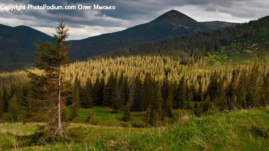 Conifer, Larch, Tree, Wood, Fir, Plant, Spruce