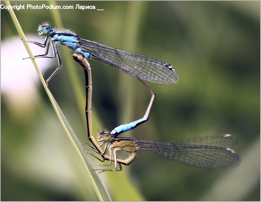 Anisoptera, Dragonfly, Insect, Invertebrate